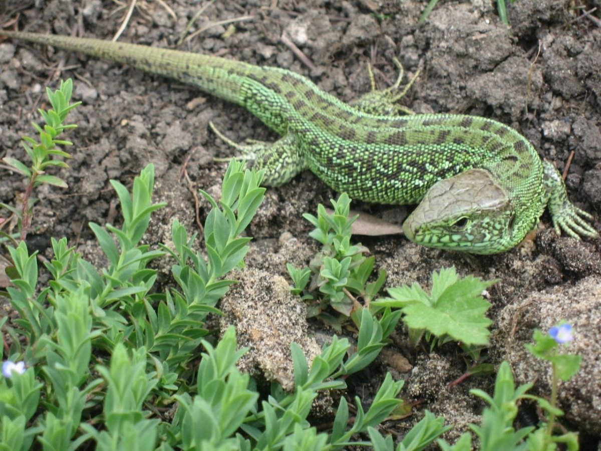 Ящерица Огородная