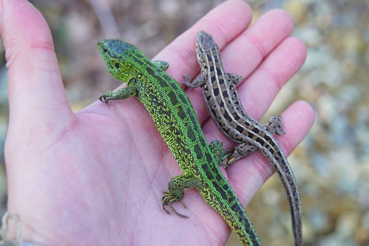 Зеленая прыткая ящерица