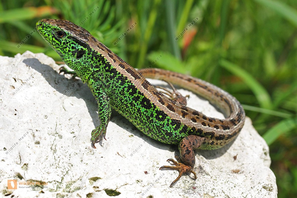 Ящерица прыткая Грузинская