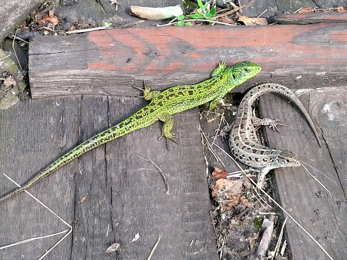 Королевская ящерица Оренбург