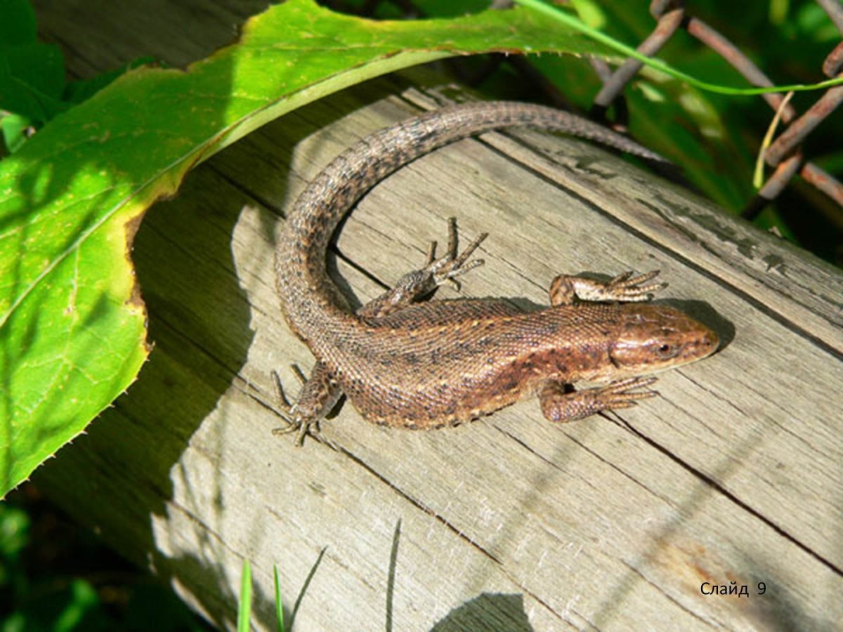 Ящерицы Ставрополья