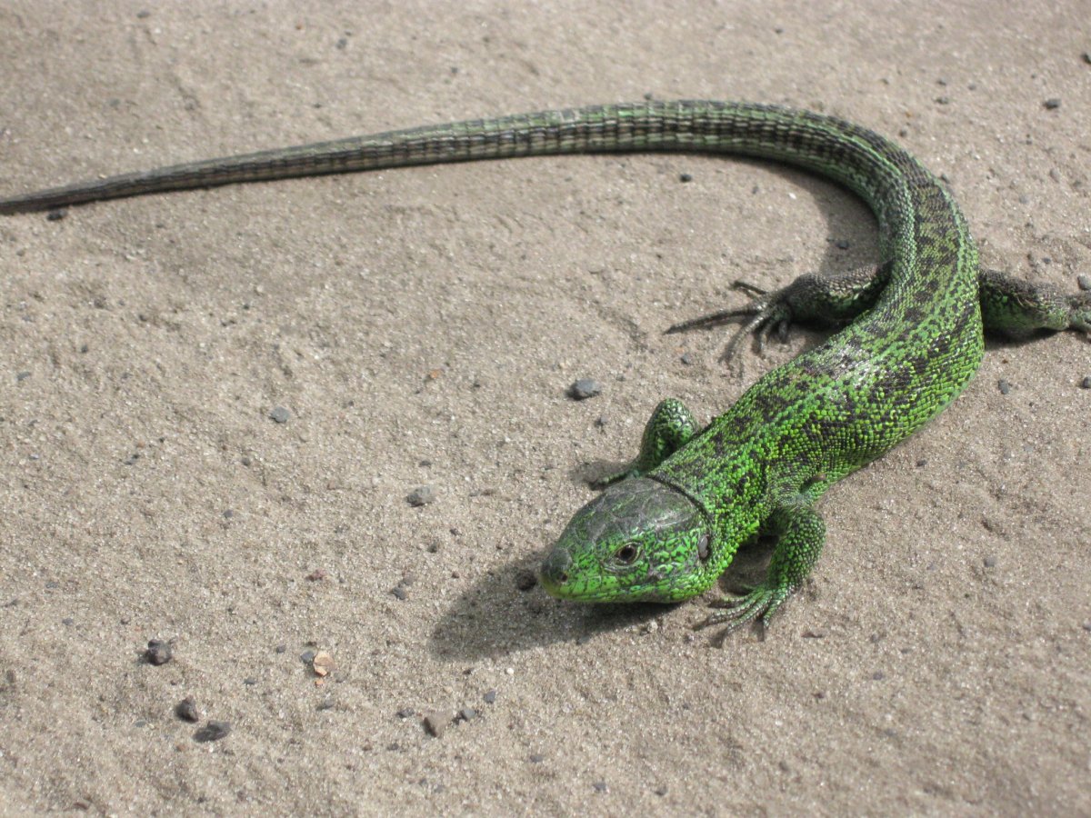 Ящерицын хвост