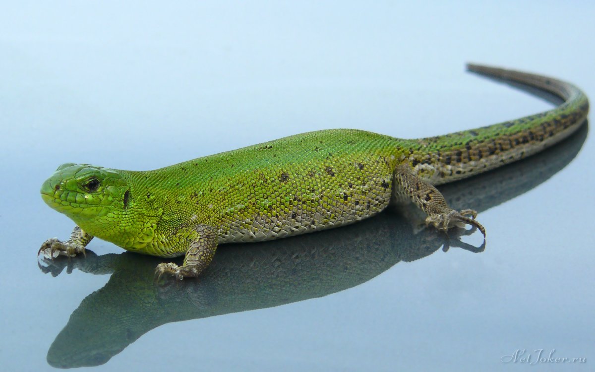 Ящерка Королевская