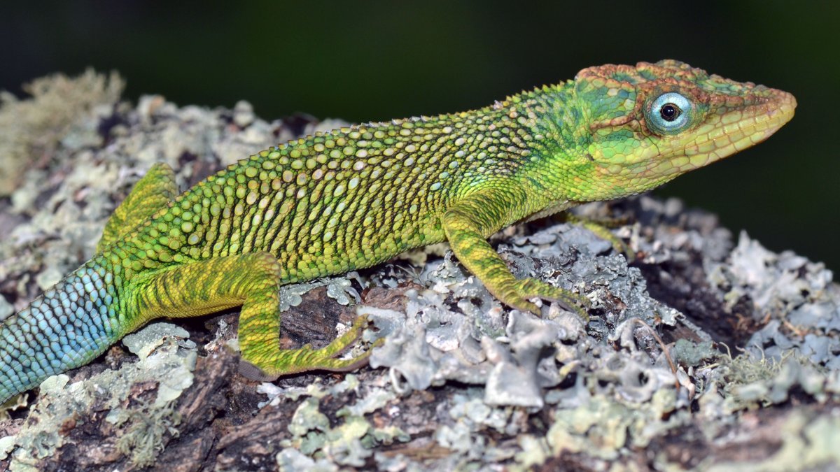 Королевская ящерица