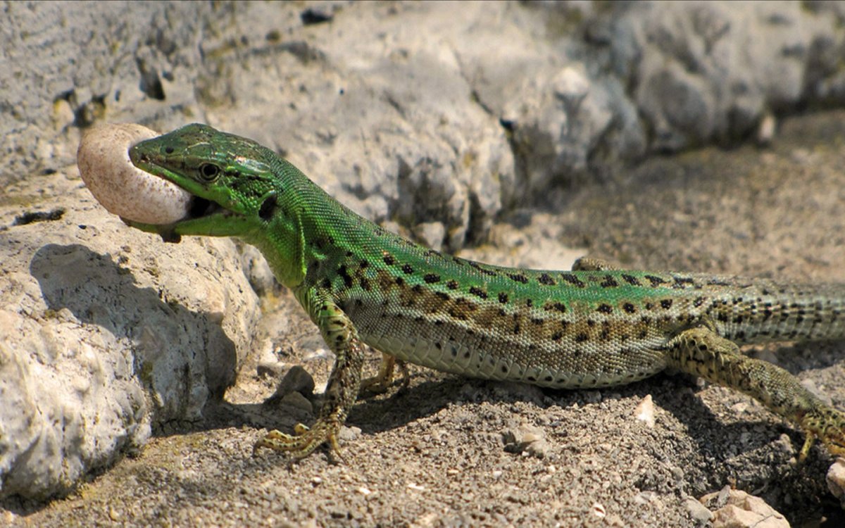 Королевская прыткая ящерица