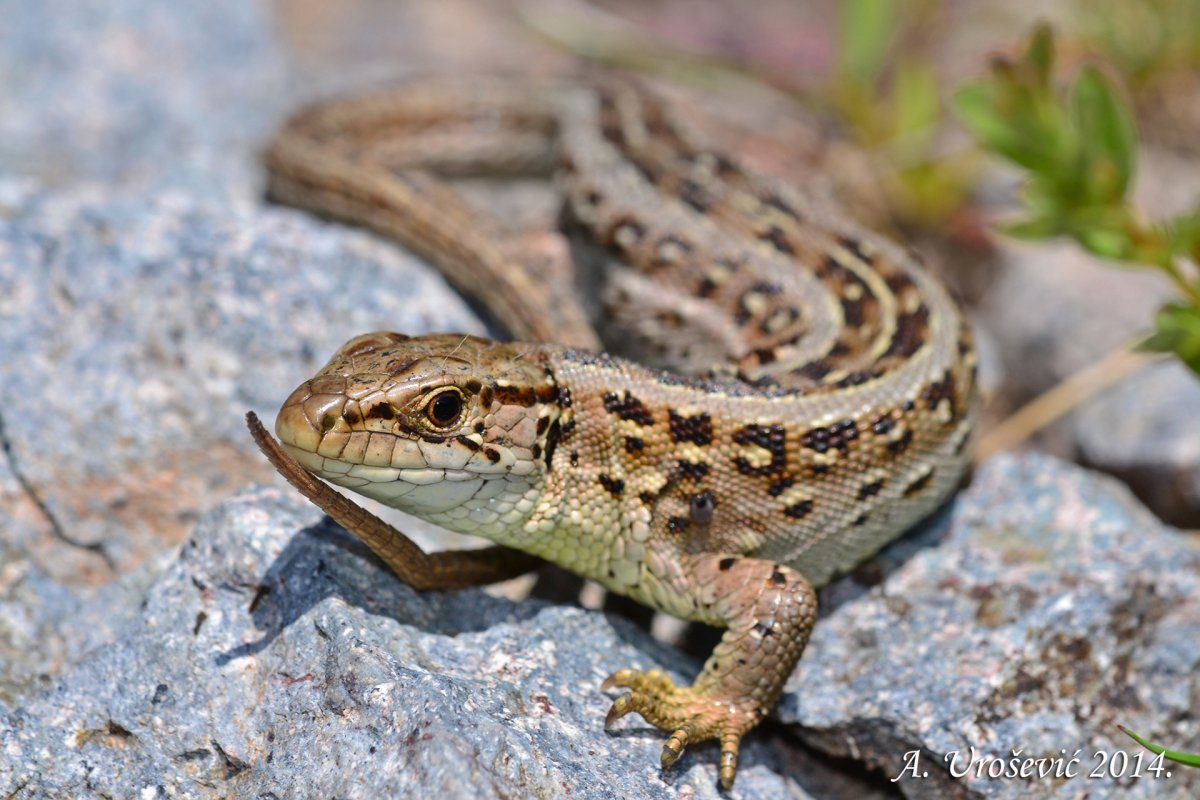 Lacerta Agilis Agilis