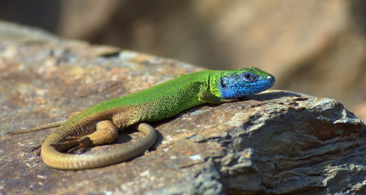 Ящерица Браунера