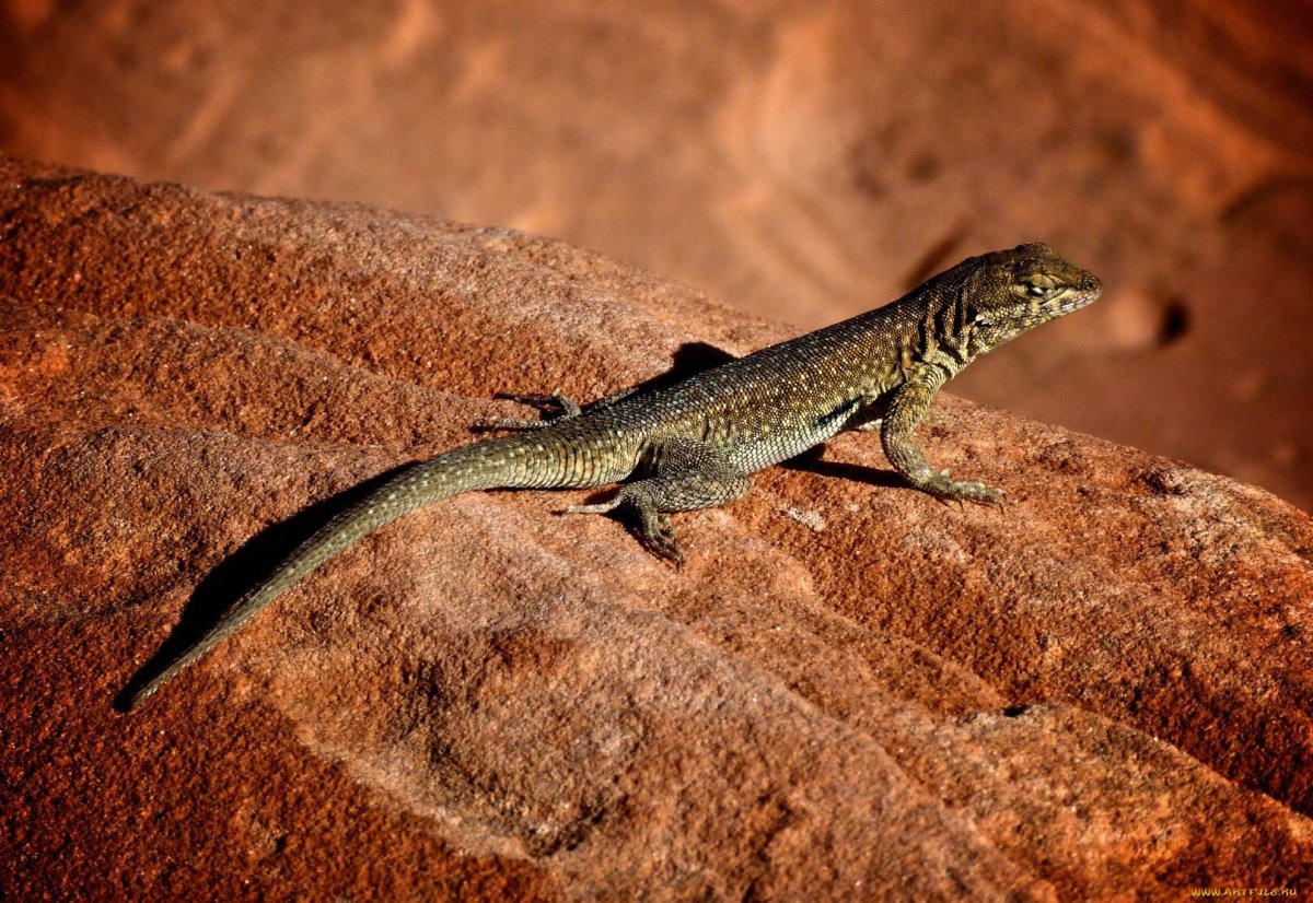 Лизард ящерица