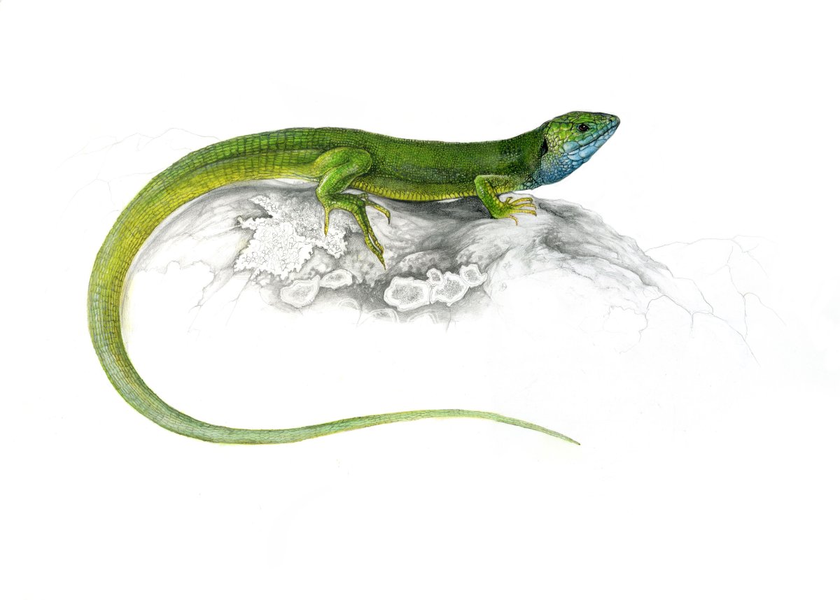Lacerta viridis рисунок
