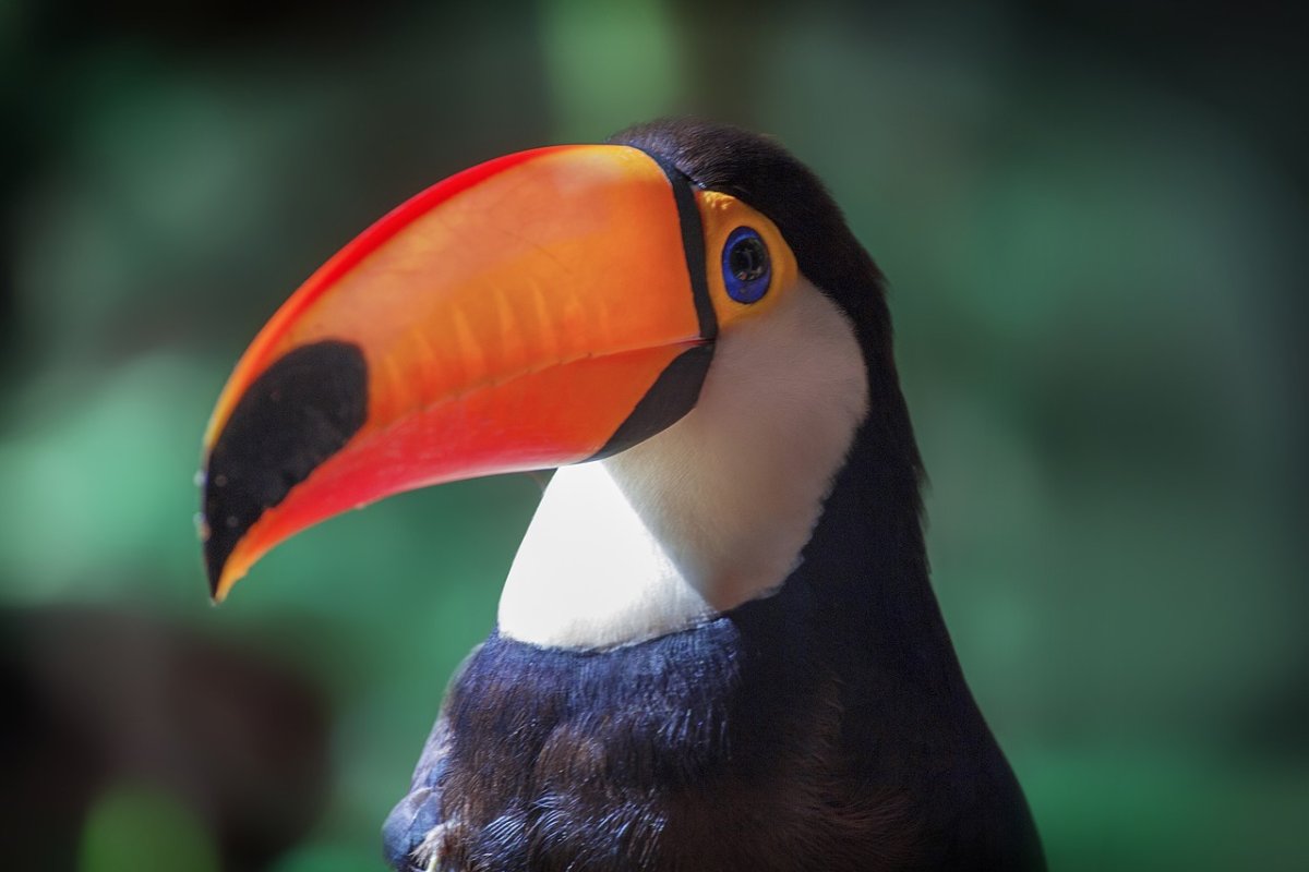 Птицы в Дубае с оранжевым клювом