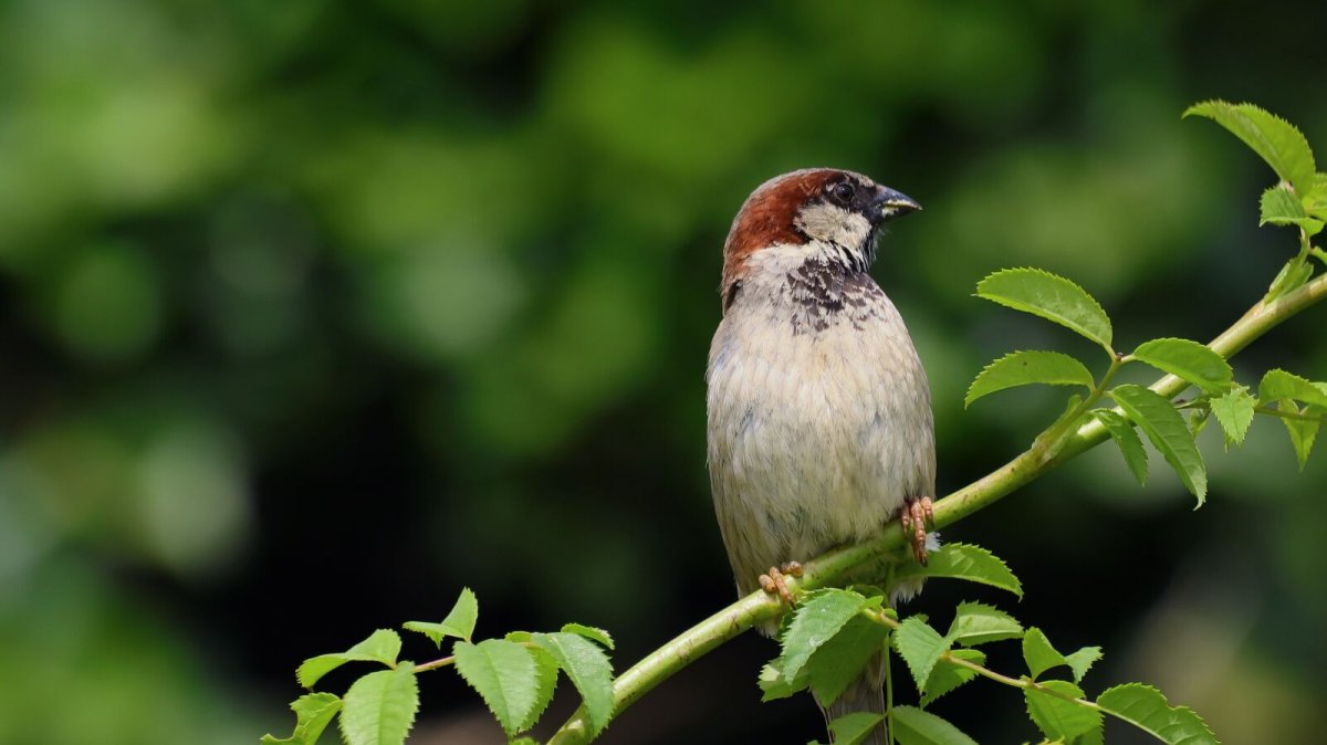 Садовые птицы в Липецке
