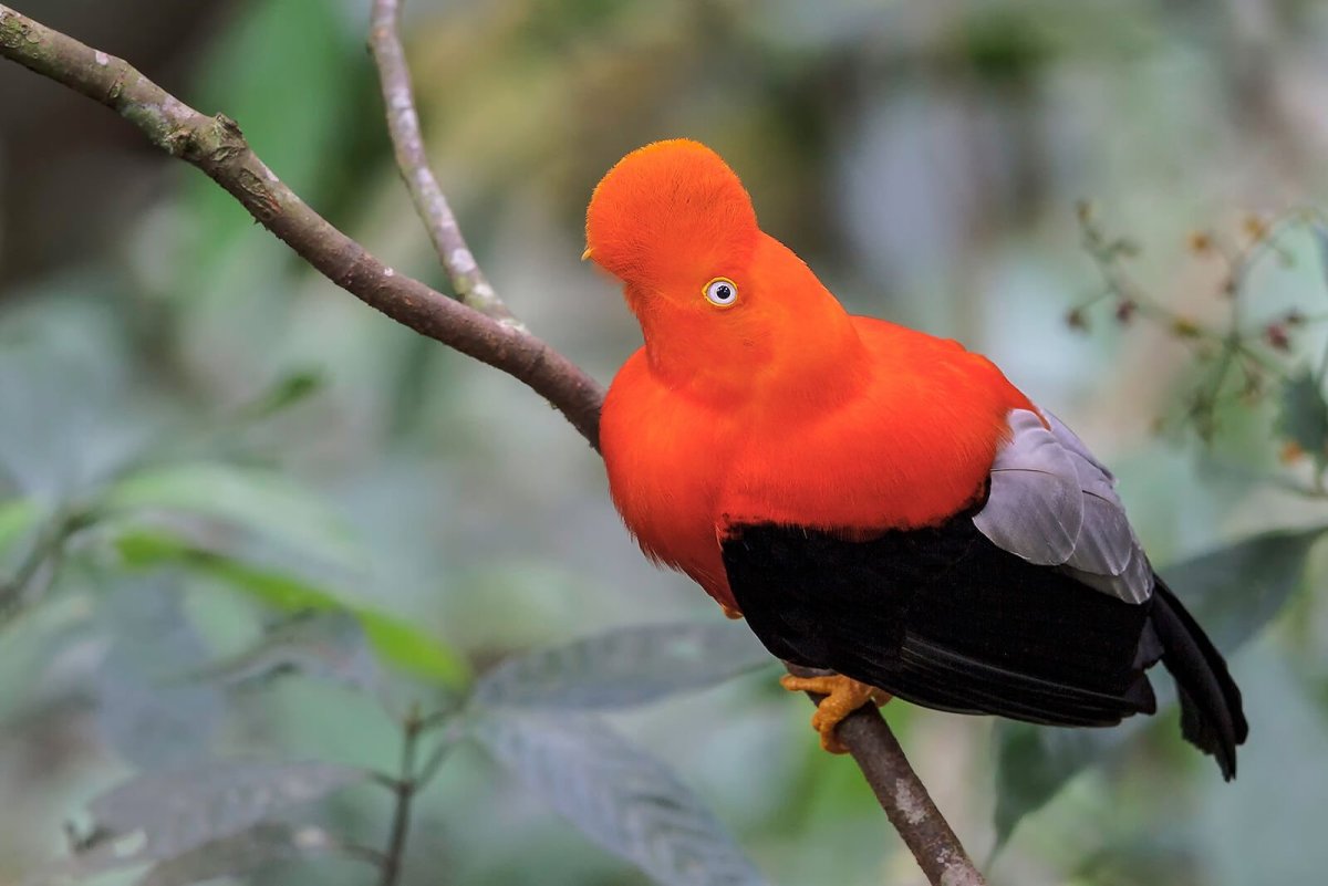 Каменный петушок котинга птенец