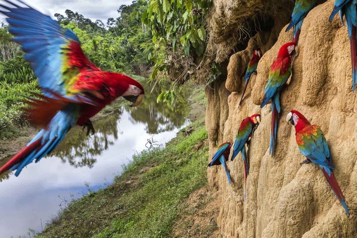 Национальный парк Ману Перу