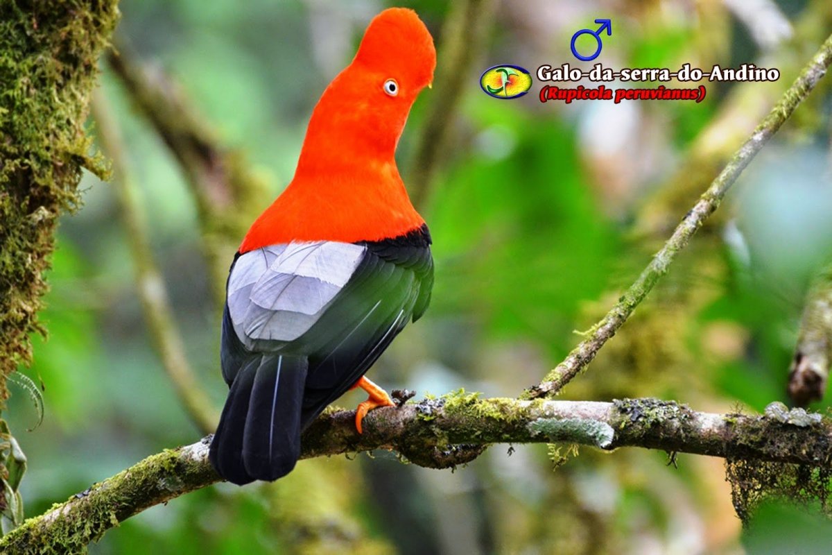 Андский петушок