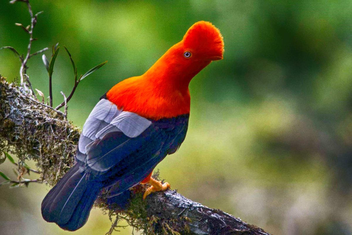 Андский скальный петушок брачный танец