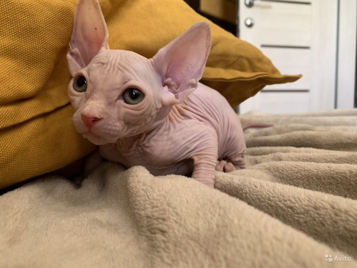 Авито кошки сфинксы купить Красногорск