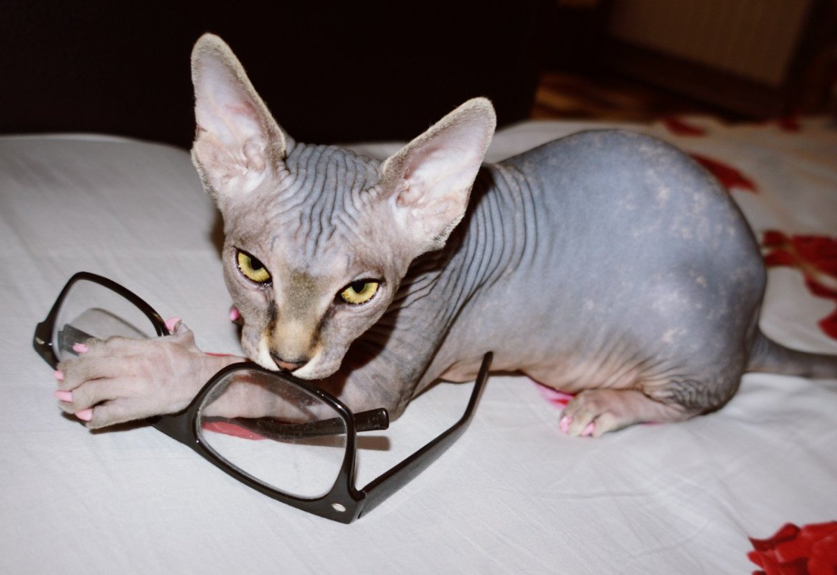 Сфинкса она больше 0 ,но меньше 20