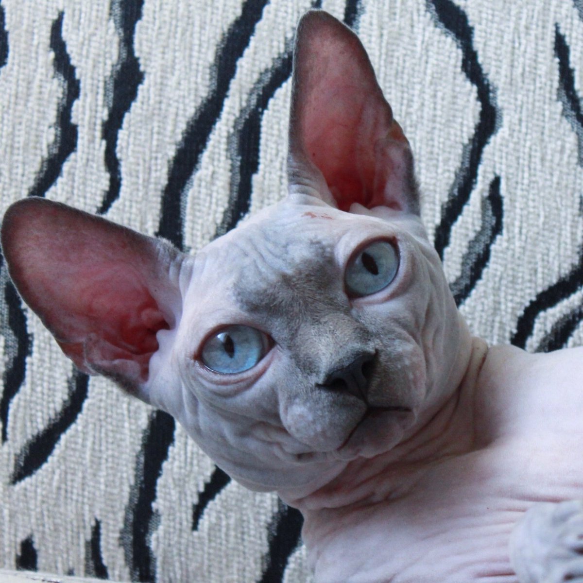 Канадский сфинкс взрослый кот