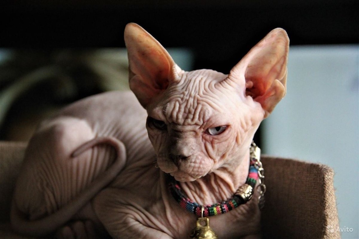 Кот сфинкс