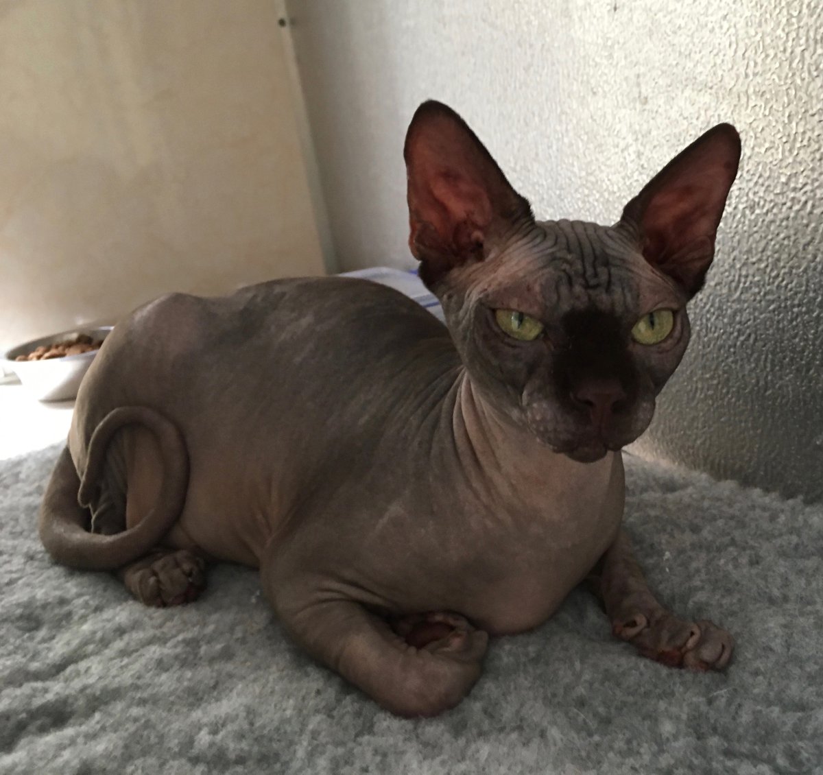 Донской сфинкс взрослый