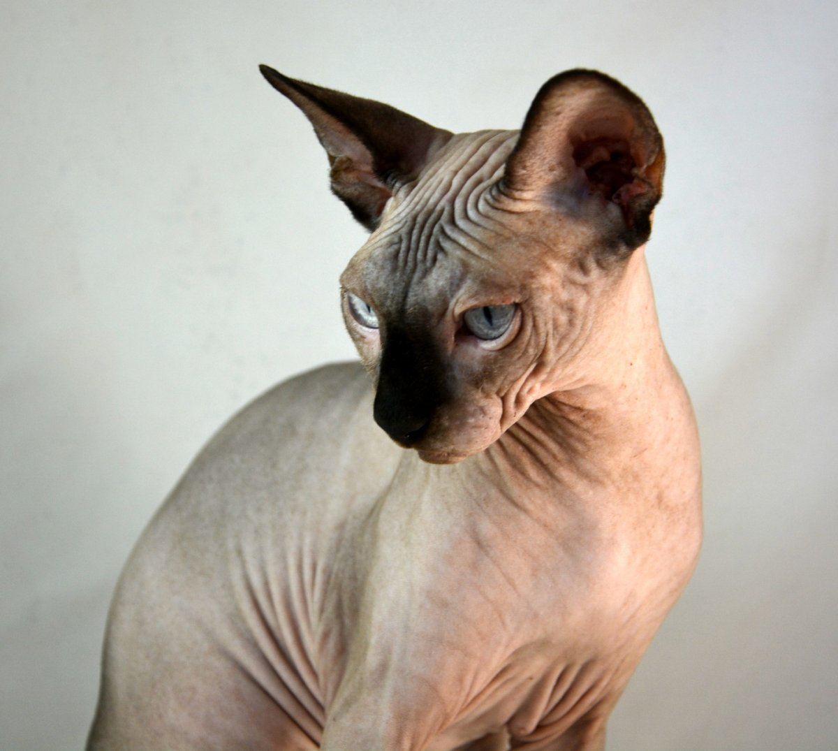 Канадский сфинкс взрослый кот