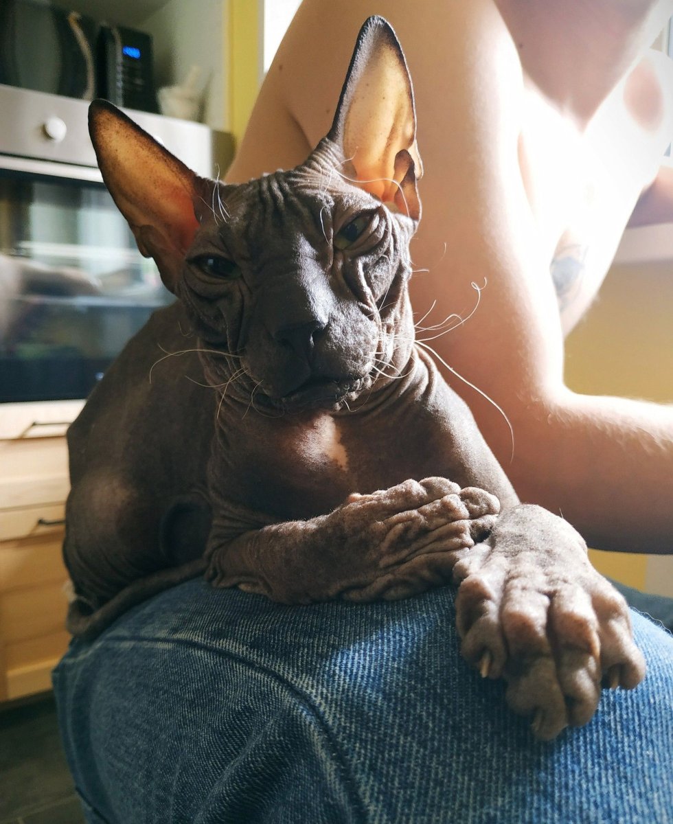 Канадский сфинкс взрослый кот