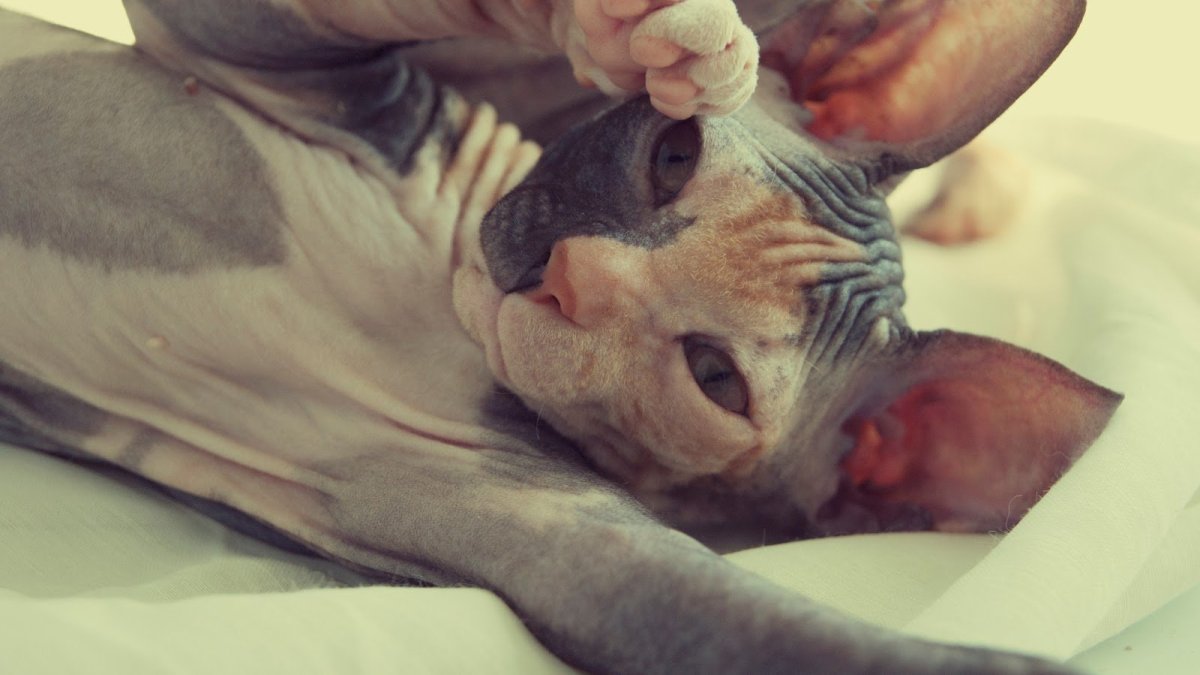 Донской сфинкс трехцветный