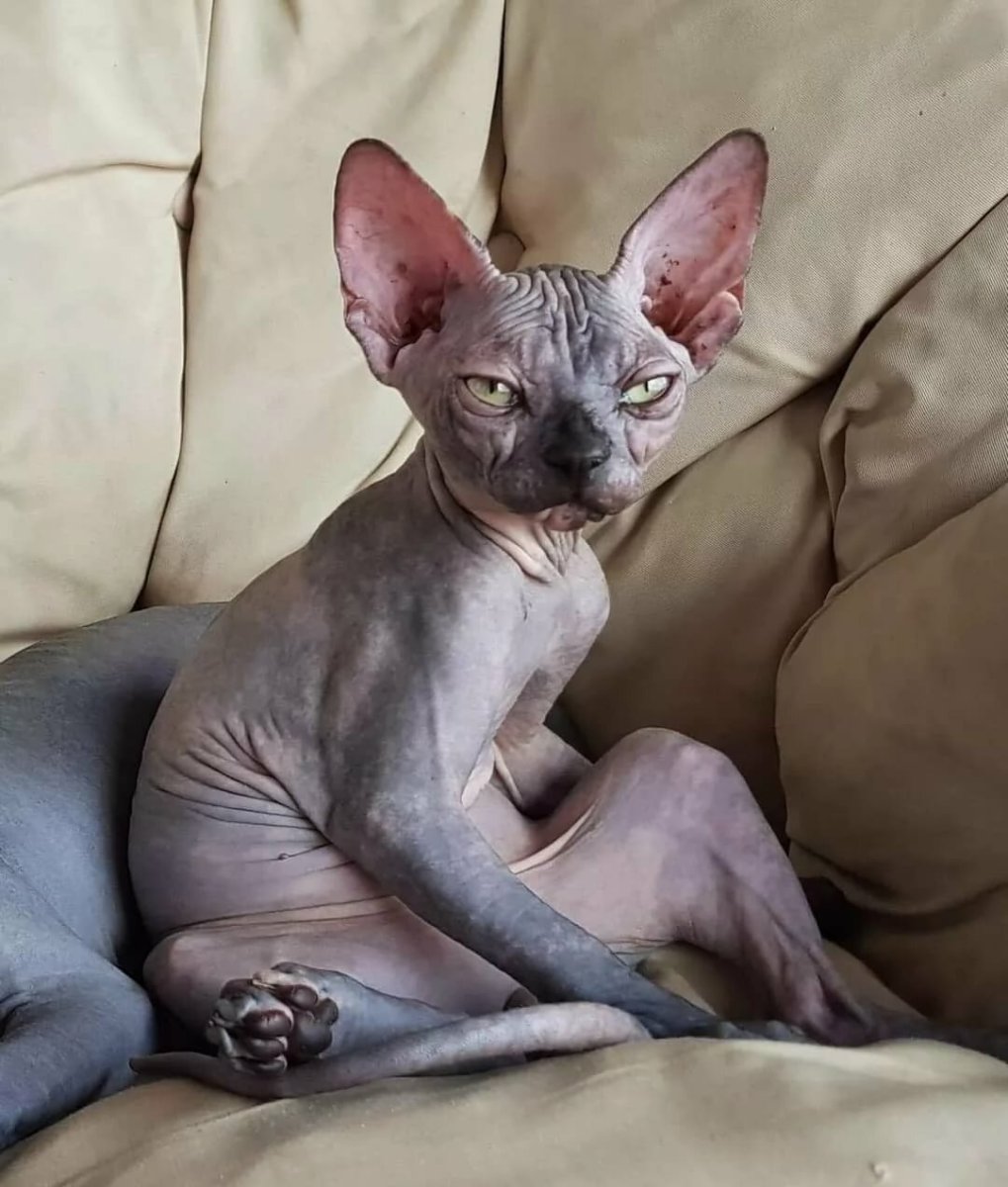 Канадский сфинкс кот