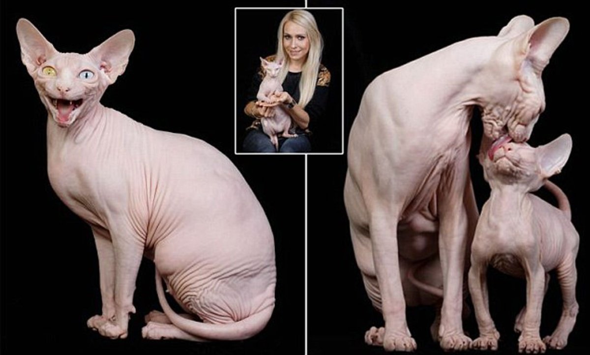 Канадский сфинкс шоу