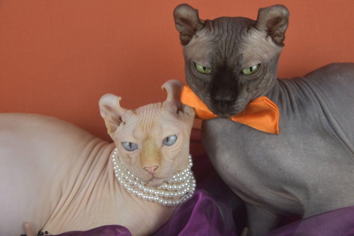 Кошка Эльф фото в одежде