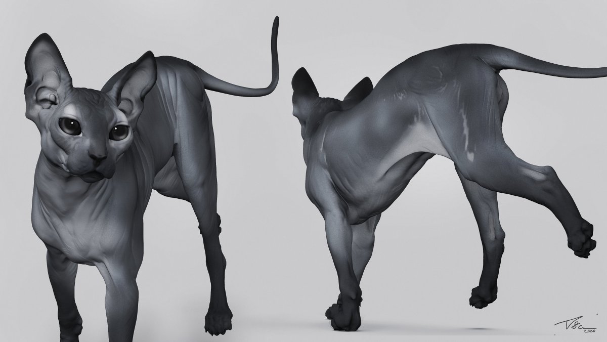 Сфинкс (порода кошек)