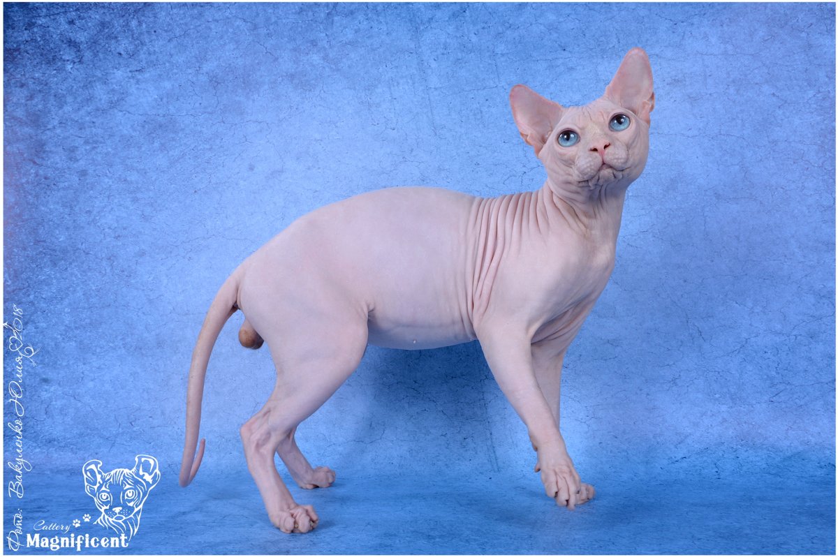 Сфинкс мужского пола