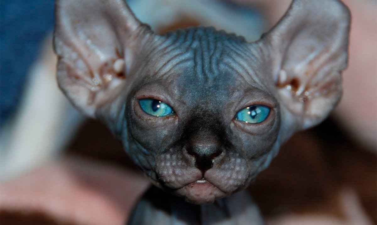 Канадский сфинкс Бамбино