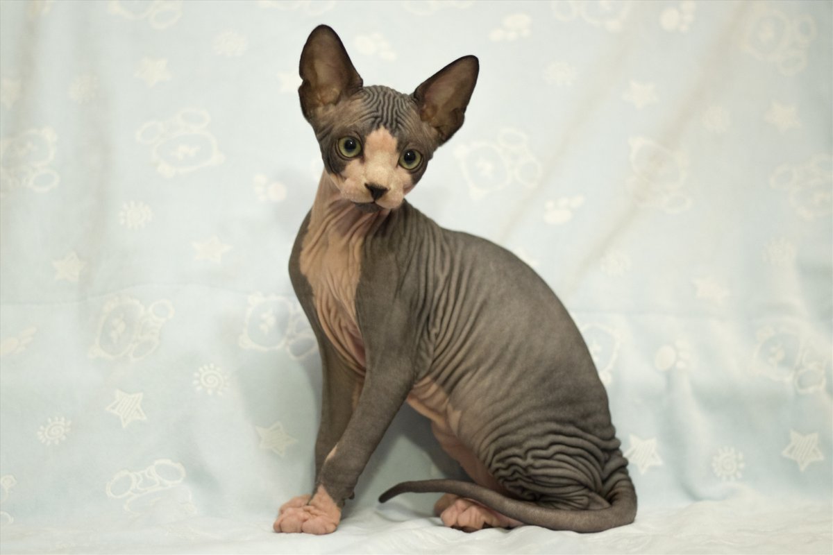 Сфинкс биколор взрослый