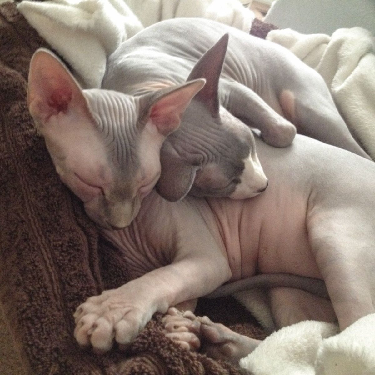 Сфинксы обнимаются