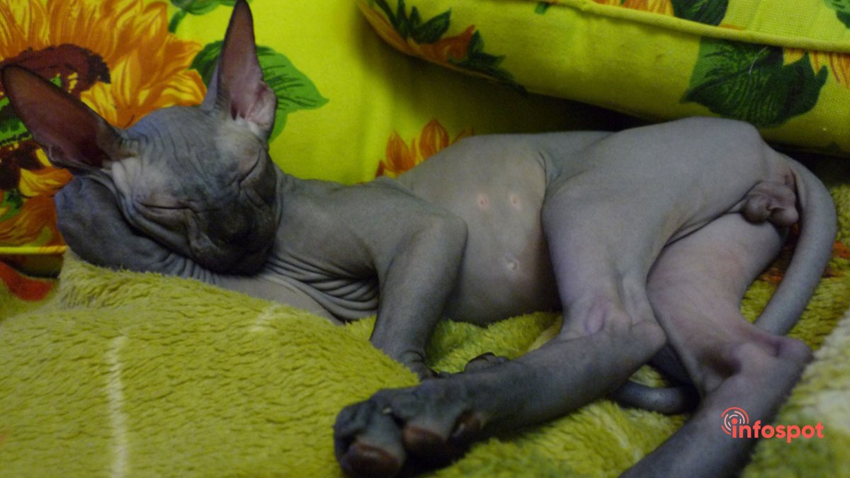 Донской сфинкс лапы