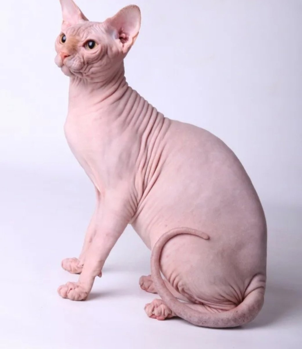 Канадский сфинкс