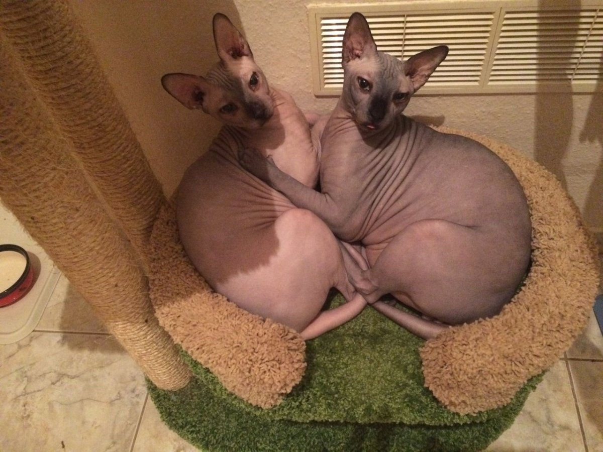 Обнимашки сфинксов