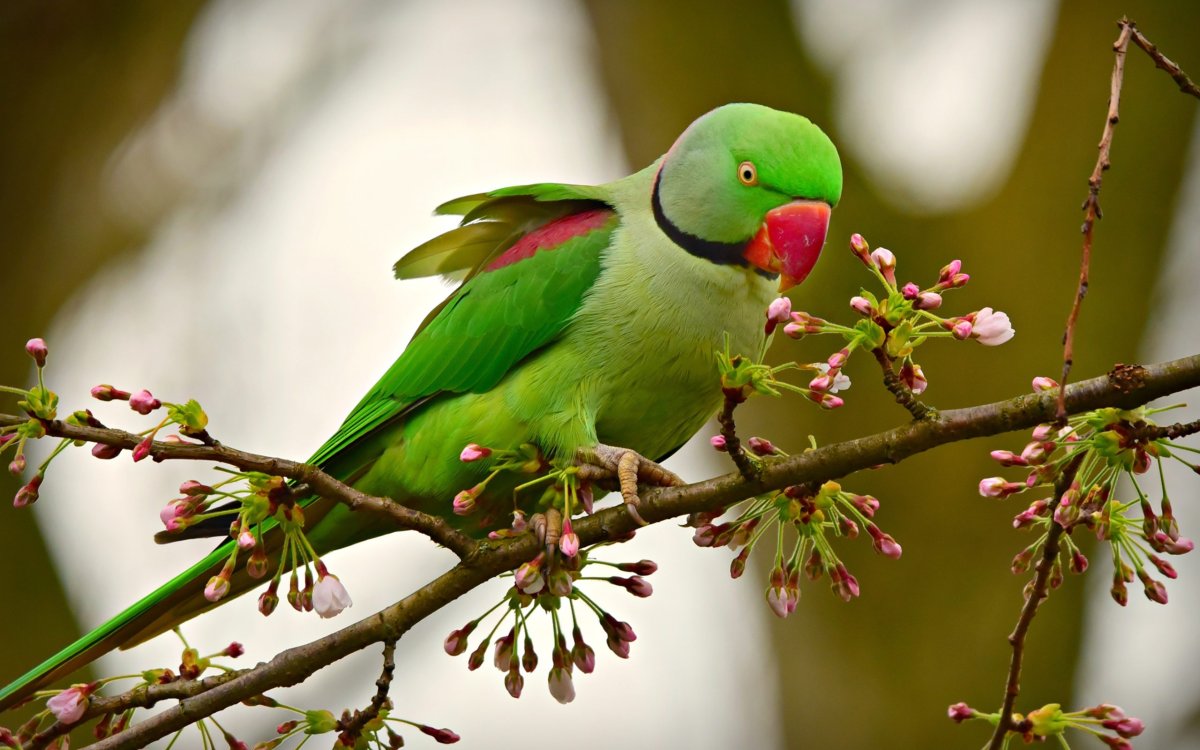 Александрийский кольчатый попугай