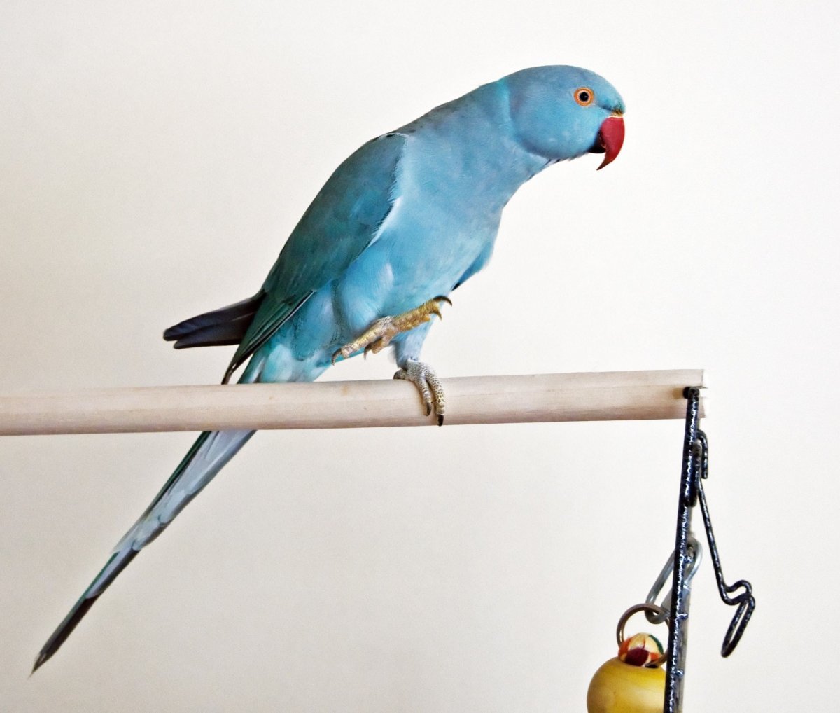 Ожереловый попугай