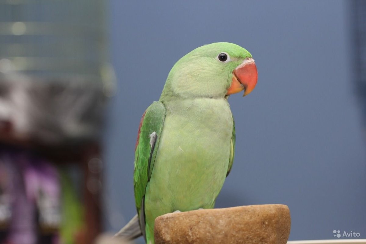 Александрийский попугай