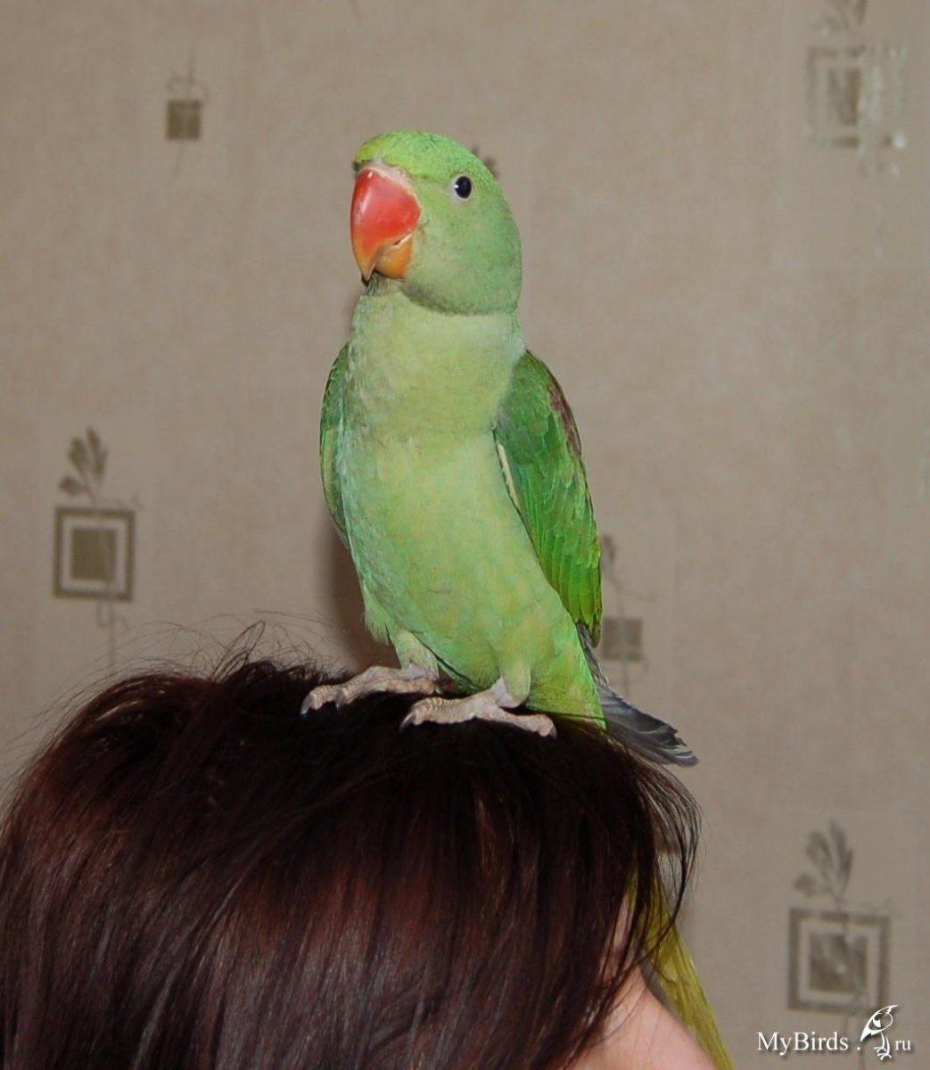 Вязанный Александрийский попугай