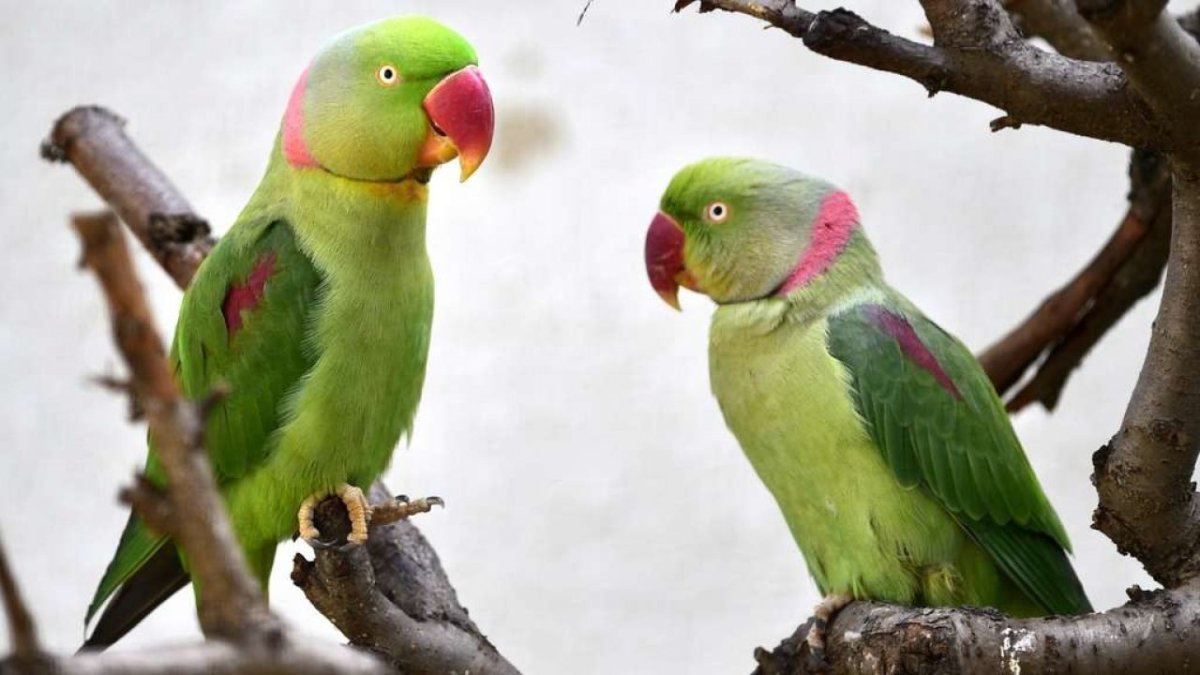 Попугаи на Шри Ланке