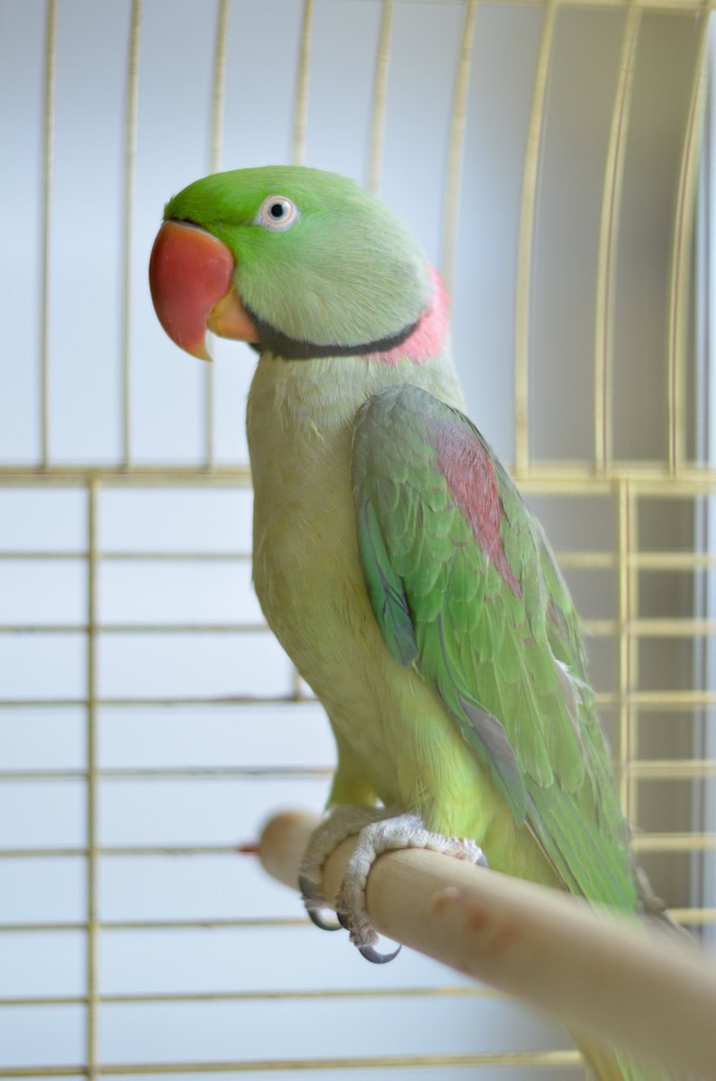 Александрийский ожереловый попугай
