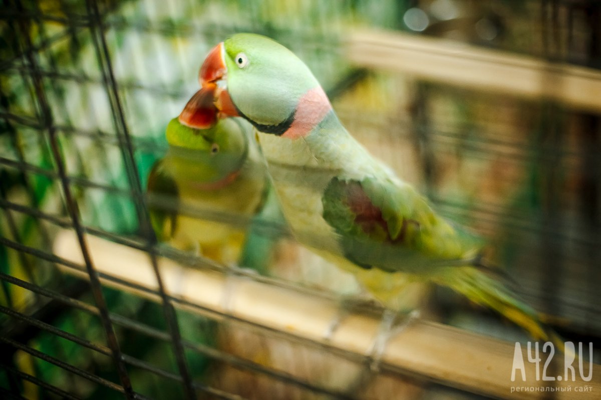 Александрийский попугай желтый