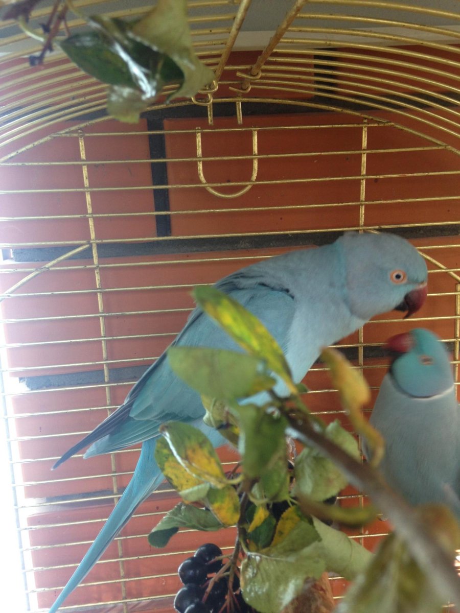 Ожереловые попугаи питомник