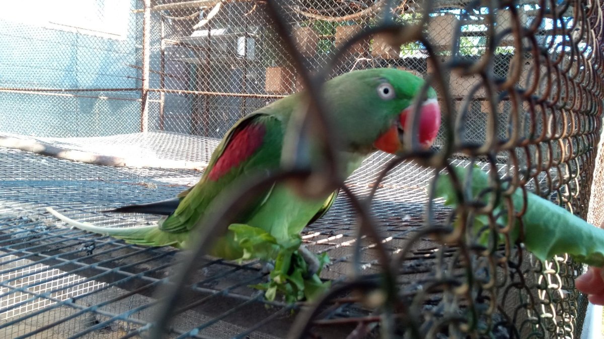 Гнездо для Александрийского попугая