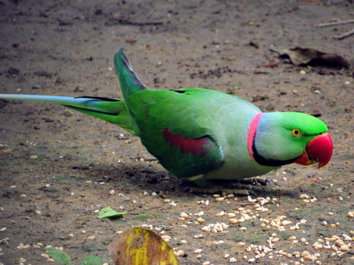 Александров ожереловый попугай