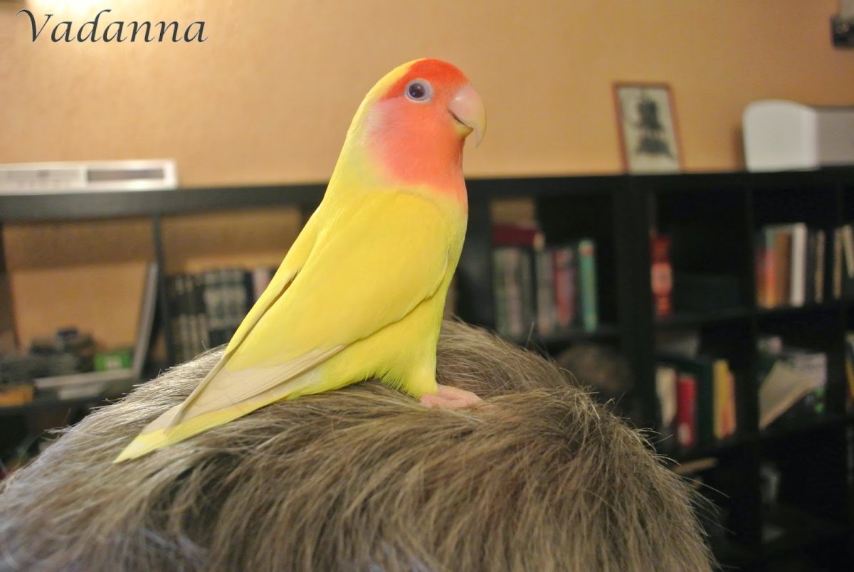 Александрийский попугай желтый