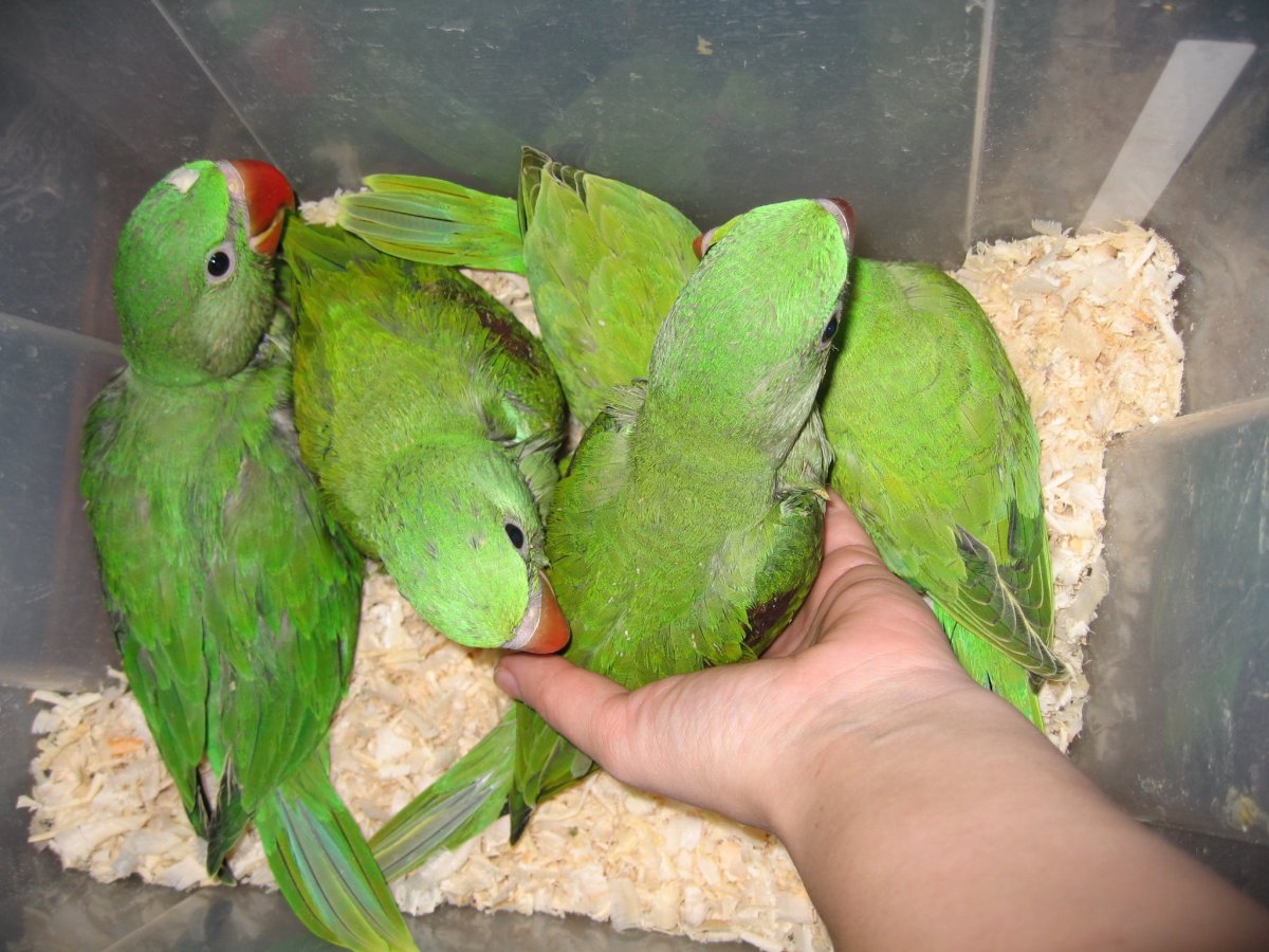 Ажерелла попугай птенец